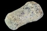 Hadrosaur Finger Bone - Alberta (Disposition #-) #95147-1